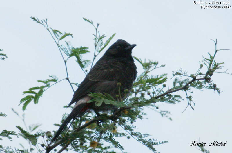 Bulbul à ventre rouge