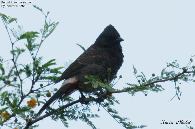 Red-vented Bulbul