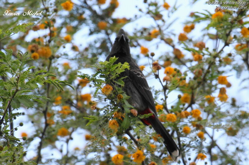 Bulbul à ventre rouge