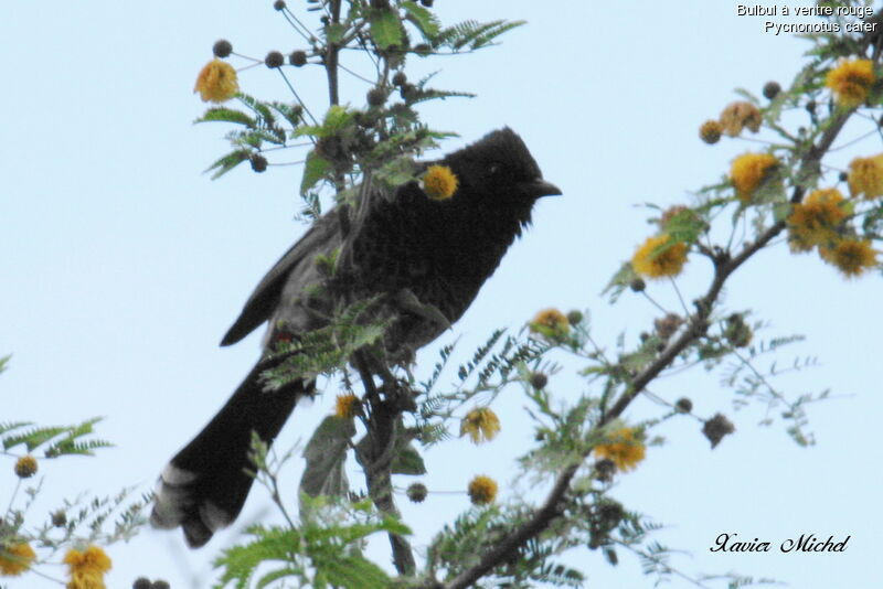 Red-vented Bulbul