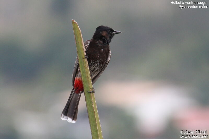 Bulbul à ventre rougeadulte, identification