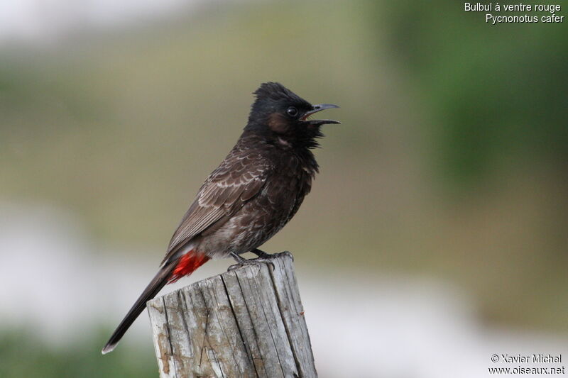 Bulbul à ventre rougeadulte, identification