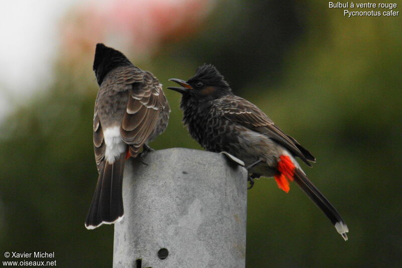 Bulbul à ventre rouge, identification