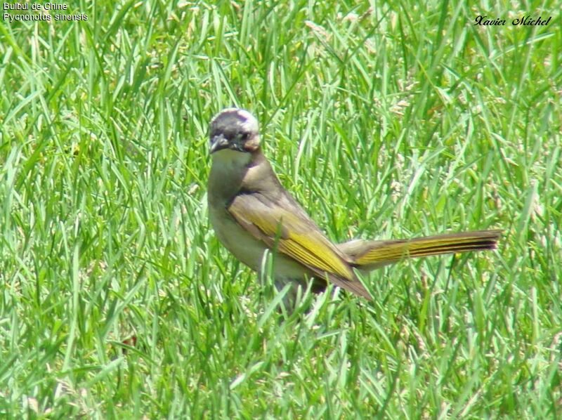 Light-vented Bulbul