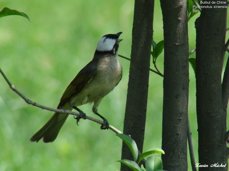 Bulbul de Chine