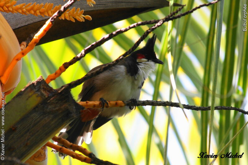 Bulbul orphée, identification