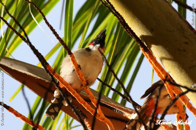 Bulbul orphée, identification