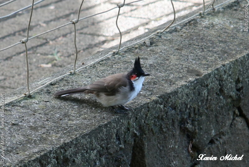 Red-whiskered Bulbul, identification