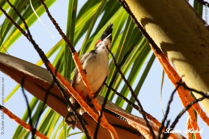 Bulbul orphée