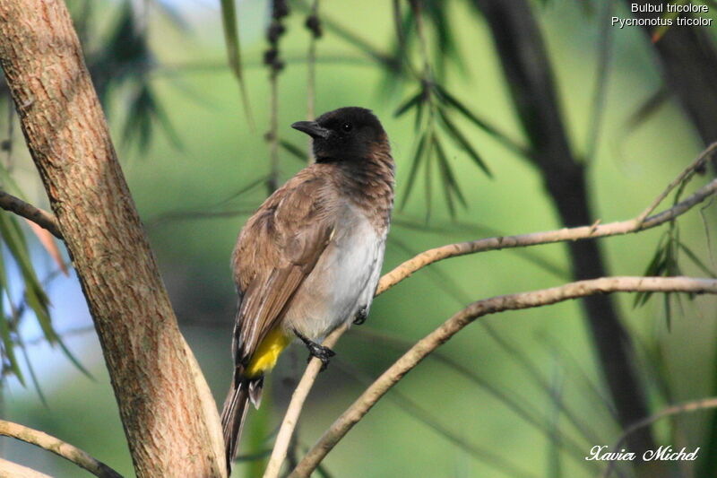 Bulbul tricolore