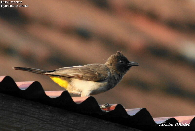 Bulbul tricolore