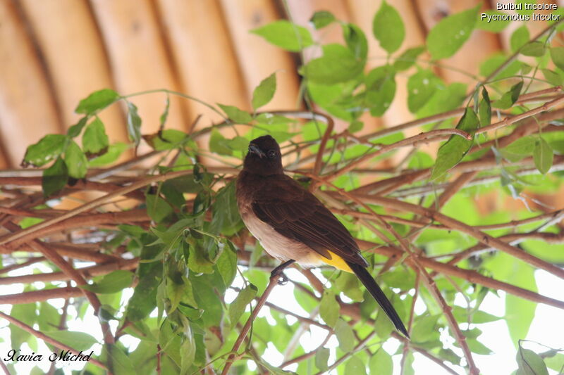 Bulbul tricolore