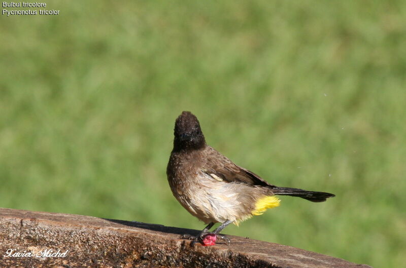 Bulbul tricolore