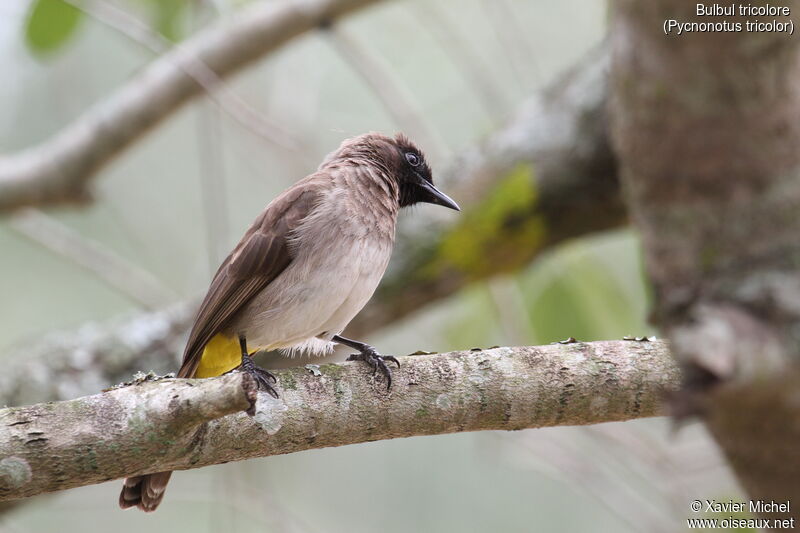 Bulbul tricoloreadulte