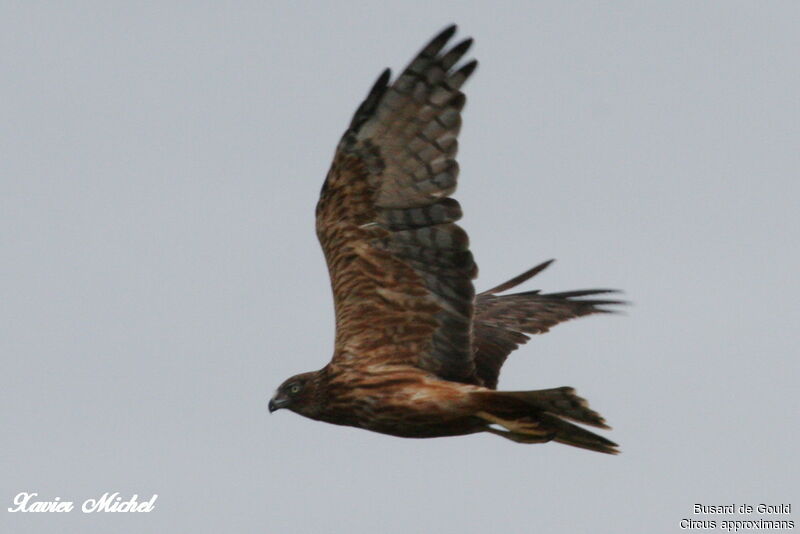 Swamp Harrier, Flight