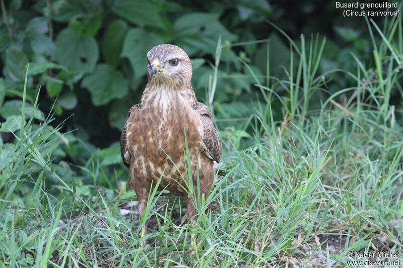 African Marsh Harrieradult