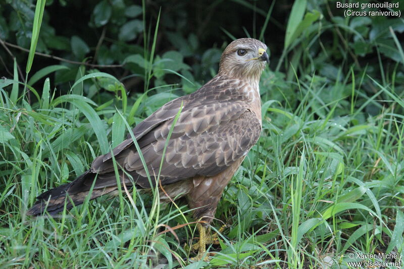 Busard grenouillardadulte, identification