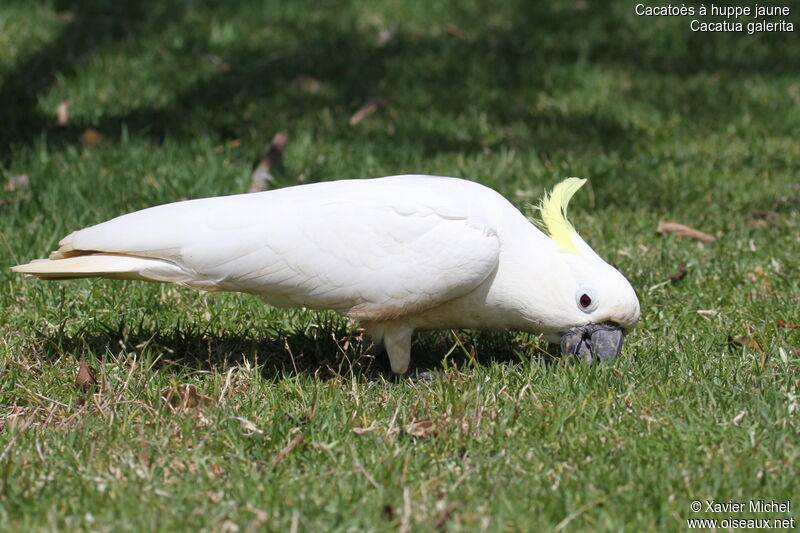 Cacatoès à huppe jaune, identification