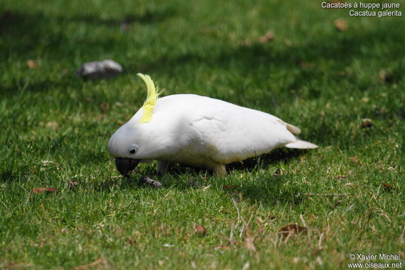 Cacatoès à huppe jaune, identification