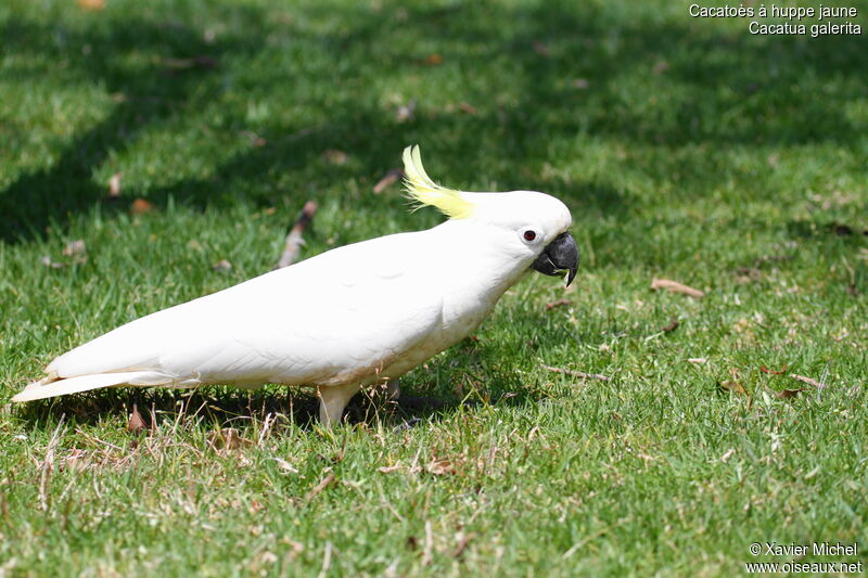 Cacatoès à huppe jaune, identification