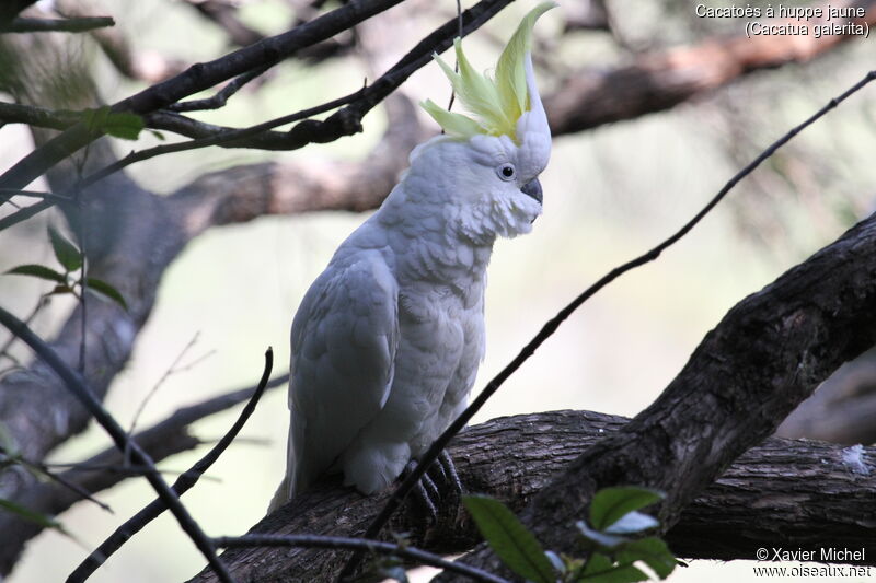 Sulphur-crested Cockatooadult