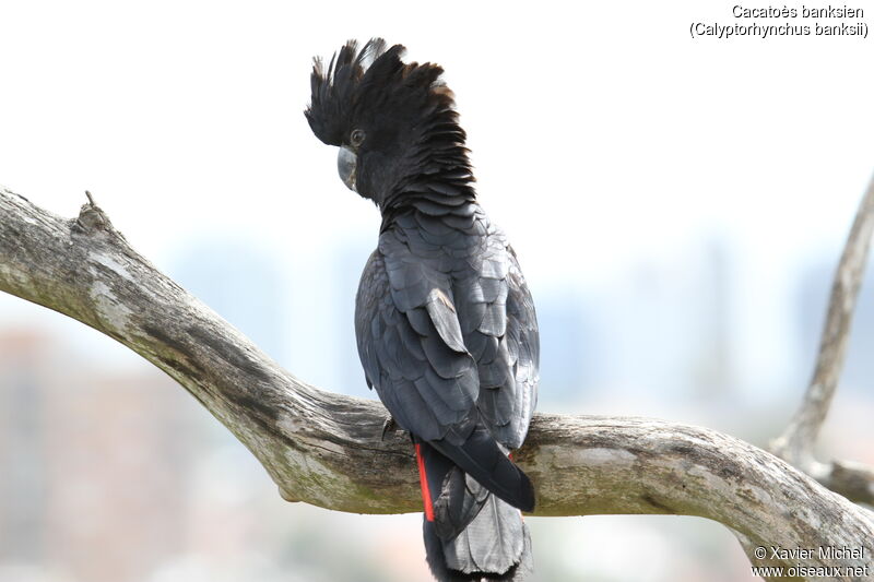 Red-tailed Black Cockatooadult, identification