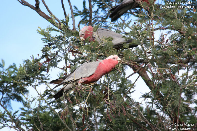 Galah, eats