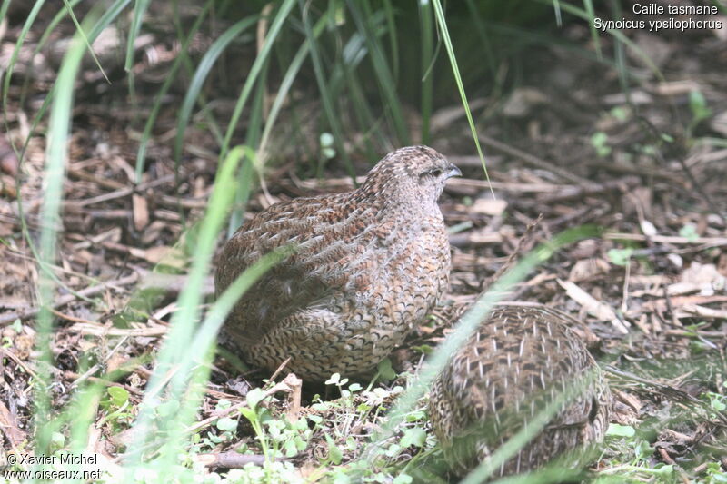 Brown Quail