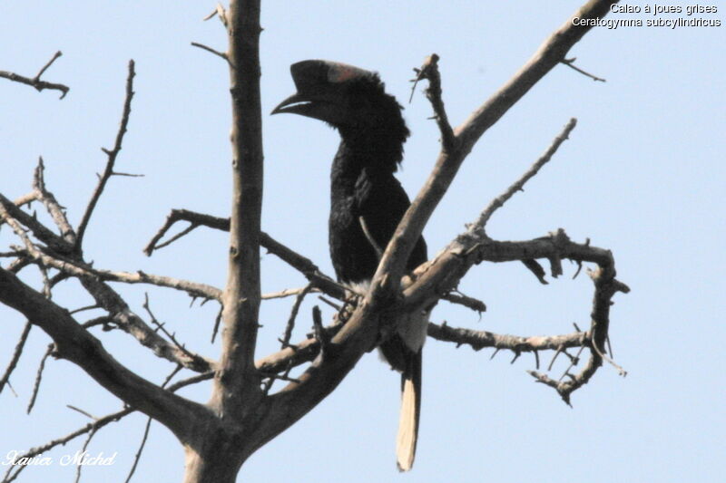 Black-and-white-casqued Hornbill