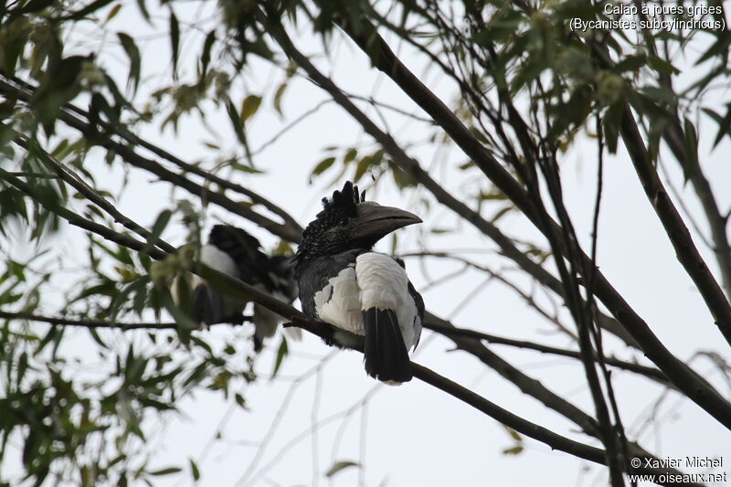 Black-and-white-casqued Hornbill female