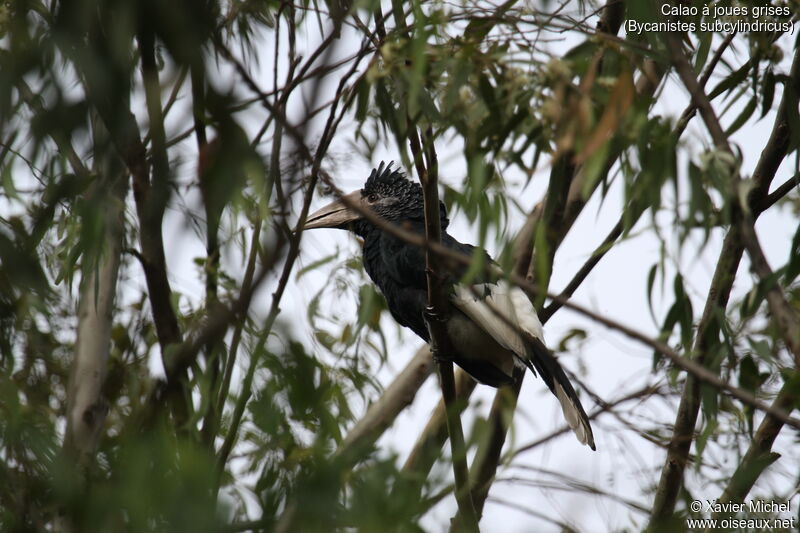 Black-and-white-casqued Hornbill female