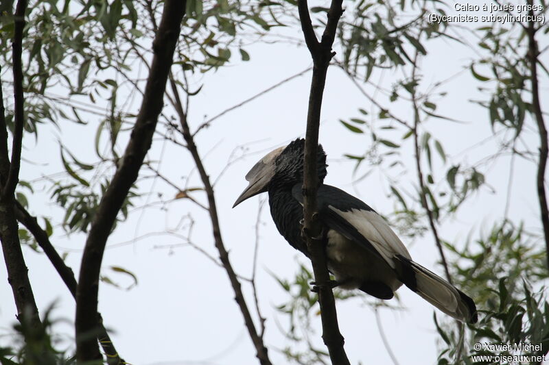 Black-and-white-casqued Hornbill male adult