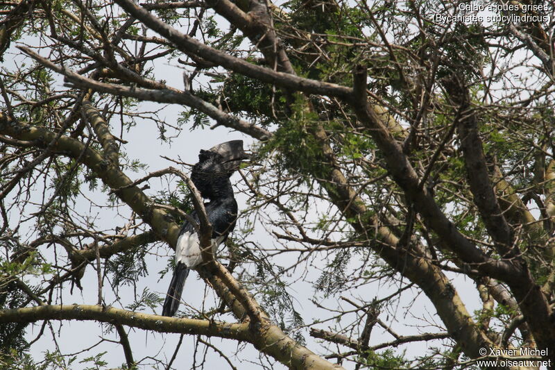 Black-and-white-casqued Hornbill male adult, identification