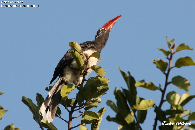 Crowned Hornbill