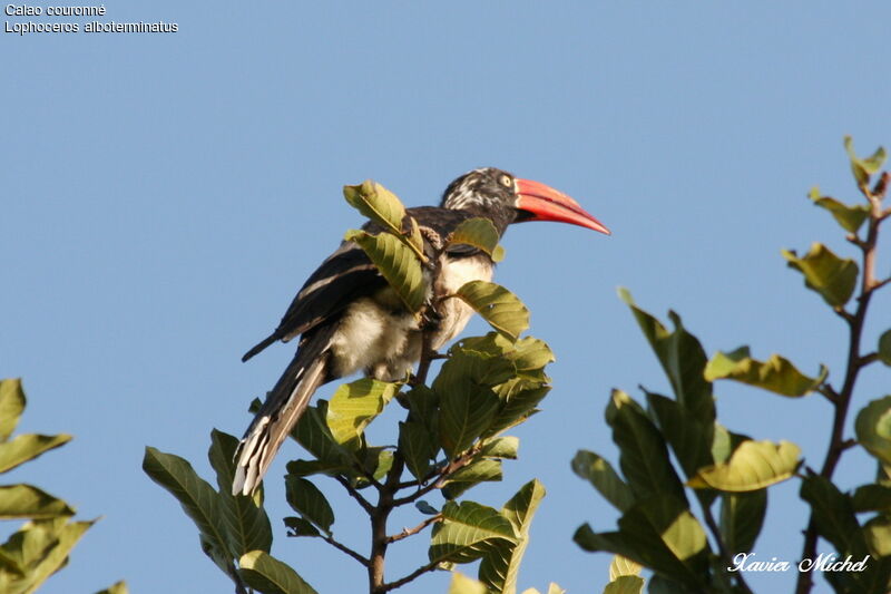 Crowned Hornbill