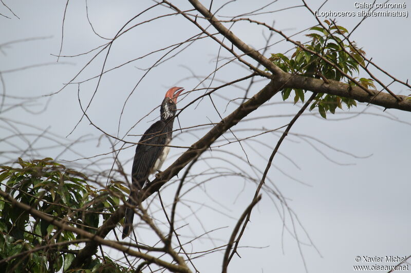 Crowned Hornbill