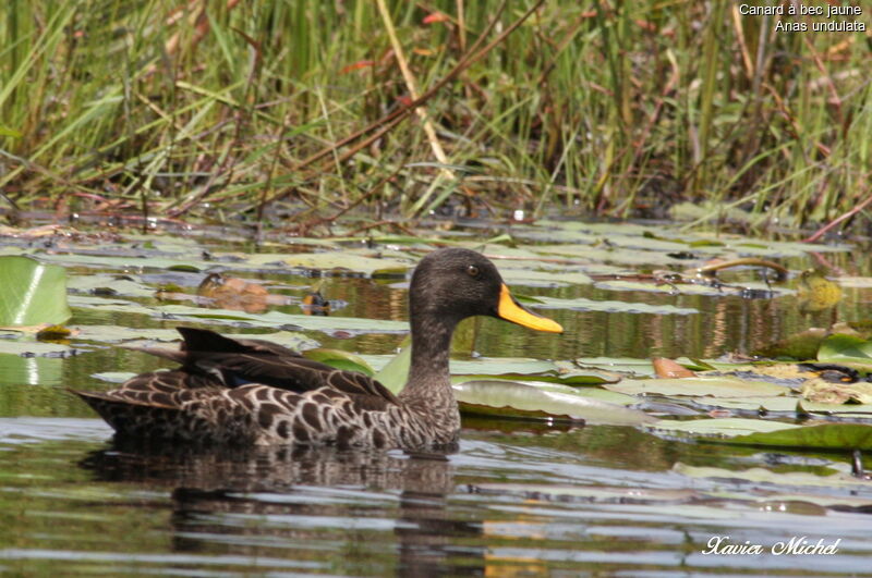 Yellow-billed Duck