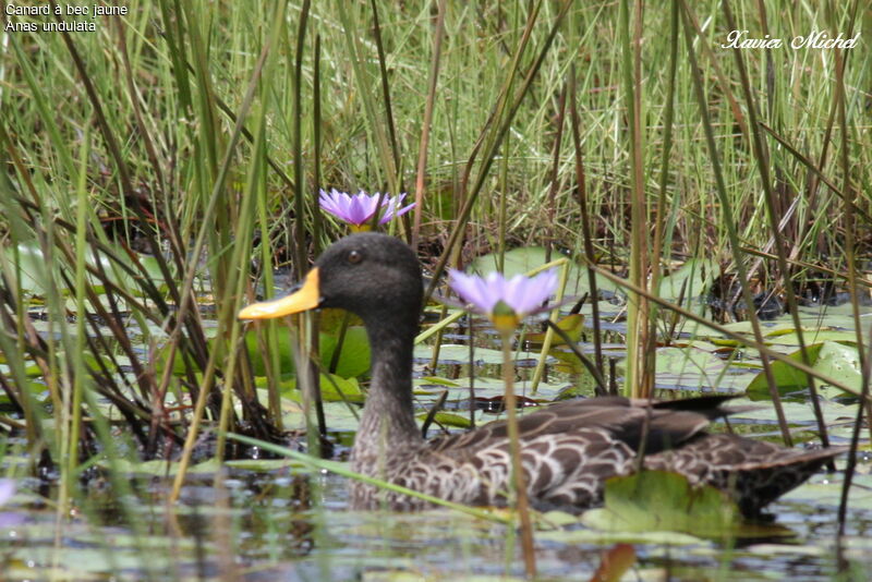 Canard à bec jaune