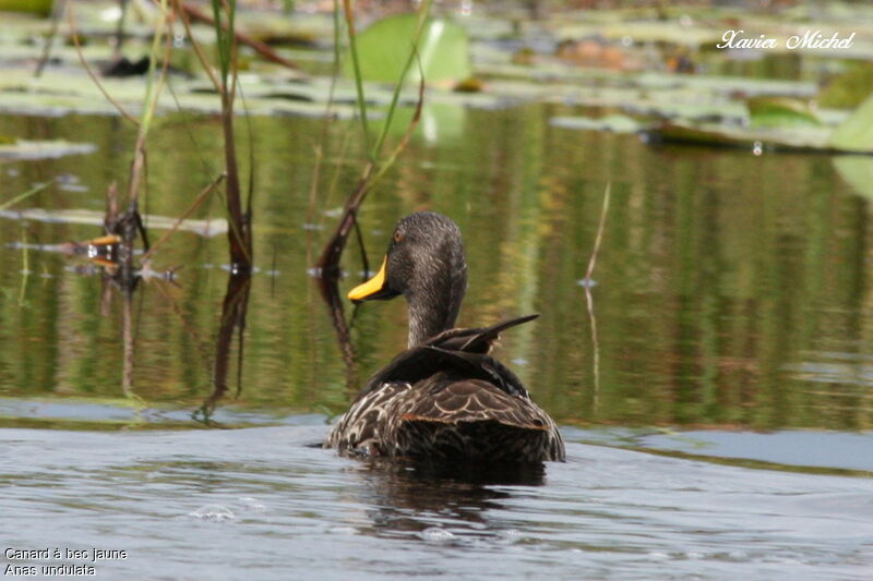 Yellow-billed Duck