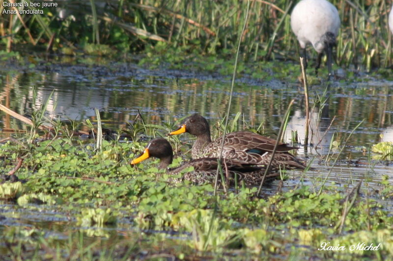 Yellow-billed Duck