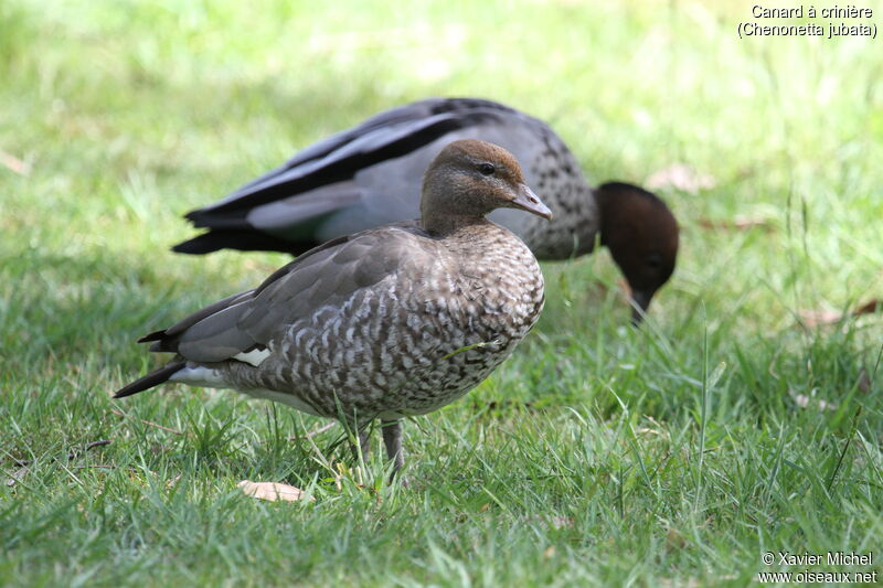 Canard à crinière femelle adulte