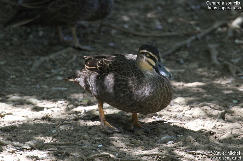 Pacific Black Duck, identification