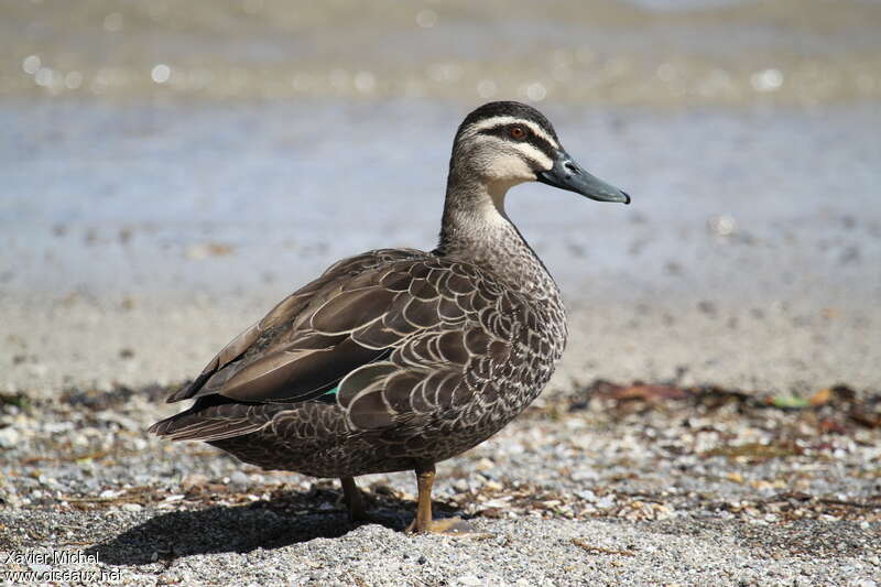 Canard à sourcilsadulte, portrait