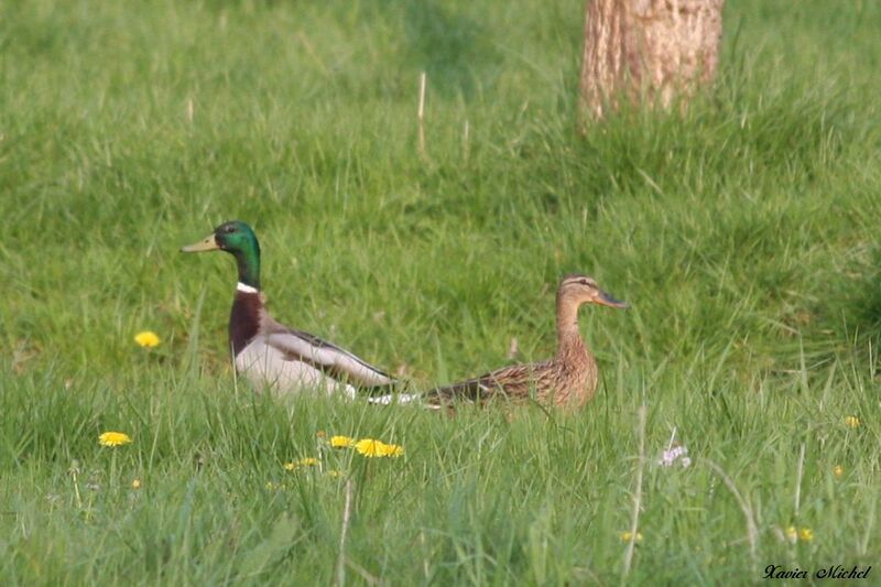 Mallard