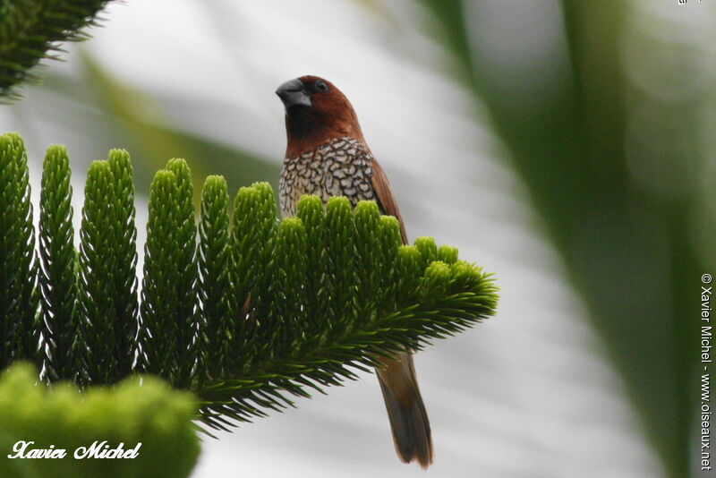 Capucin damieradulte, identification