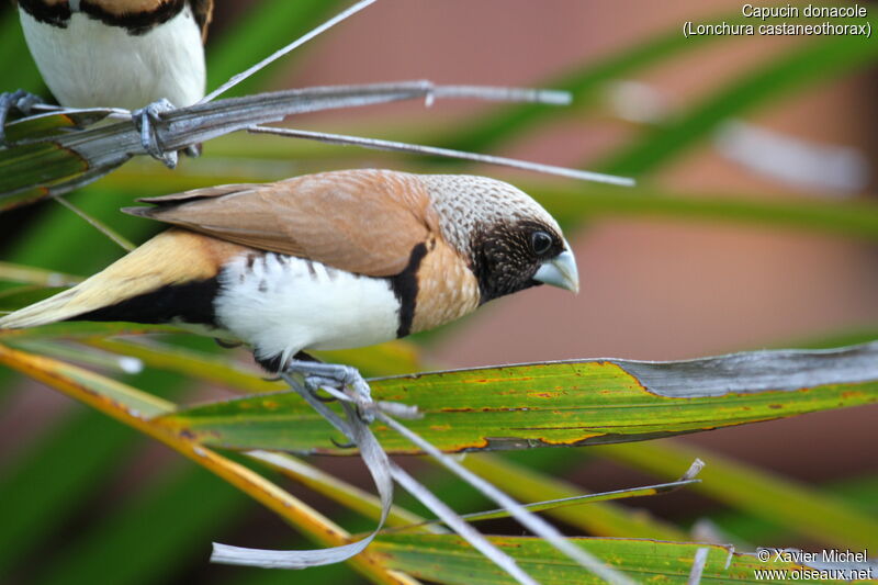 Chestnut-breasted Mannikinadult