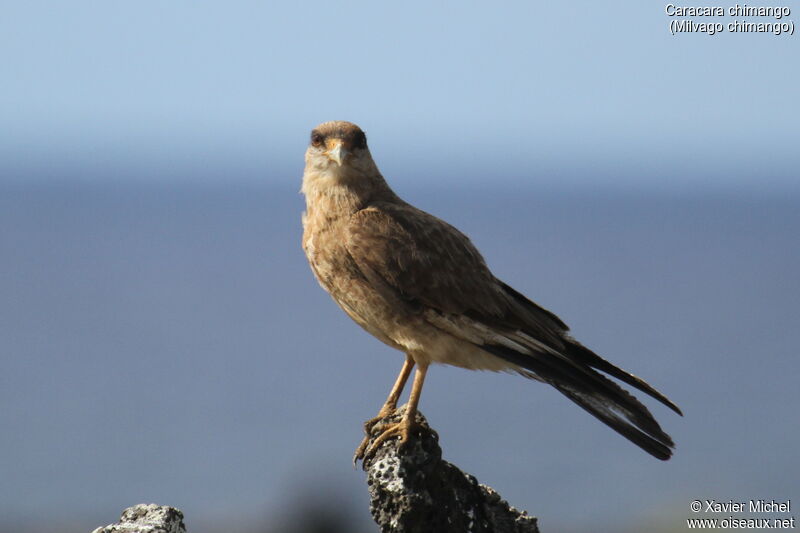 Caracara chimango