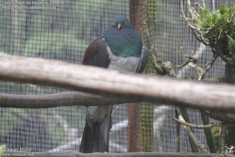 New Zealand Pigeon