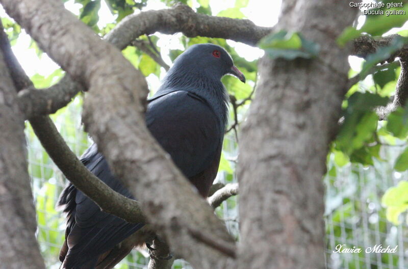 Goliath Imperial Pigeon, identification