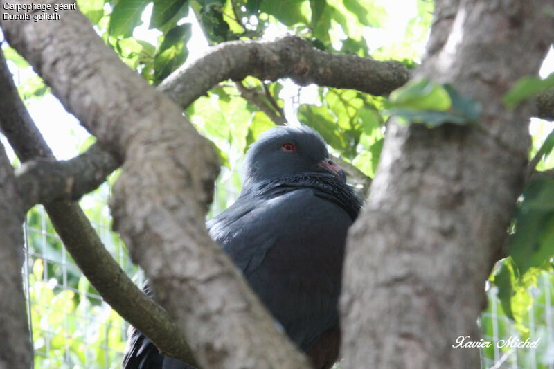 Goliath Imperial Pigeon, identification